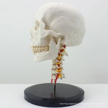 SKULL06 (12332) Plastic Anatomical Skull With Cervical Spine Model